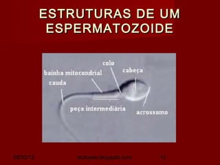 ESTRUTURAS DE UM
            ESPERMATOZOIDE




09/30/12       biolopes.blogspot.com   13
 