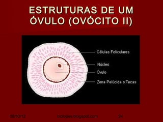 ESTRUTURAS DE UM
           ÓVULO (OVÓCITO II)




09/30/12       biolopes.blogspot.com   24
 