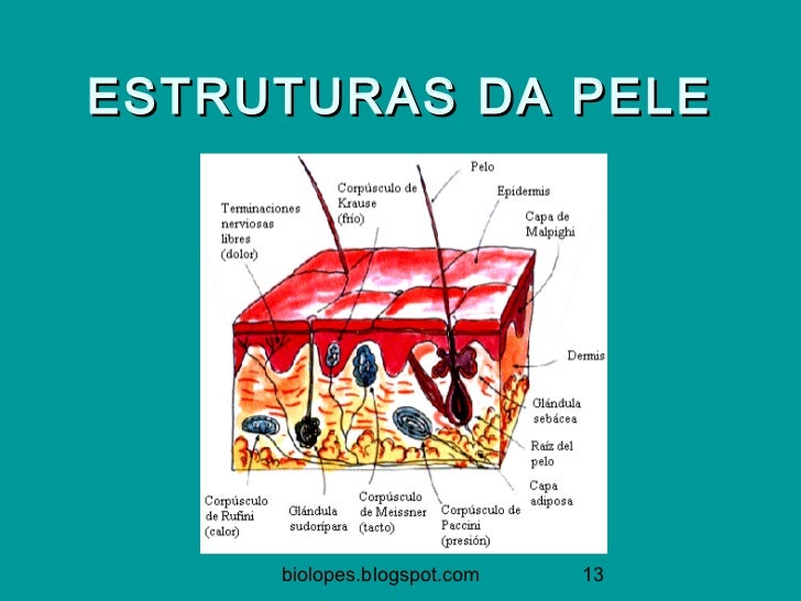 A Imagem Abaixo Mostra Uma Importante Função Da Pele