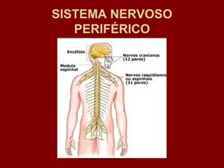 SISTEMA NERVOSO
   PERIFÉRICO




   biolopes.blogspot.com   10
 