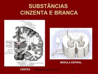 SUBSTÂNCIAS
CINZENTA E BRANCA




                                 MEDULA ESPINAL

CÓRTEX   biolopes.blogspot.com          13
 