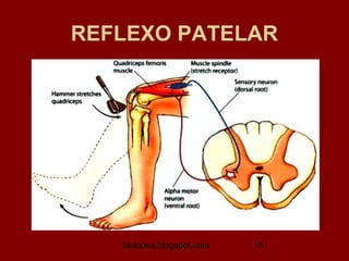 REFLEXO PATELAR




   biolopes.blogspot.com   15
 