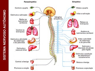 SISTEMA NERVOSO AUTÔNOMO




biolopes.blogspot.com
17
 