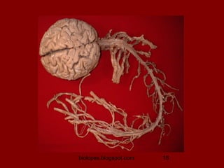 biolopes.blogspot.com   18
 