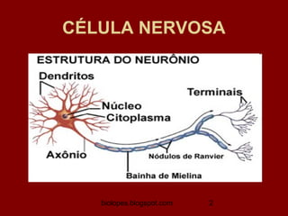 CÉLULA NERVOSA




   biolopes.blogspot.com   2
 