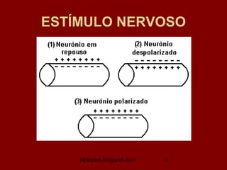 ESTÍMULO NERVOSO




    biolopes.blogspot.com   4
 