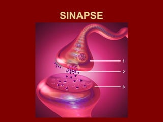SINAPSE




biolopes.blogspot.com   5
 