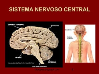 SISTEMA NERVOSO CENTRAL




       biolopes.blogspot.com   8
 