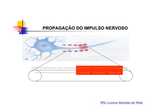 PROPAGAÇÃO DO IMPULSO NERVOSO

+ + + + + + + + + + + + + + + + + + + + + + + - - - - - + - - - - - - - +-+-+ + + + + + + +
- - + + + + + ++ + + + +
-----

__________________________ _____________
+++ ++ +++ ++ +++ ++

MSc Lorena Almeida de Melo

 