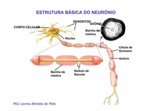 ESTRUTURA BÁSICA DO NEURÔNIO
DENDRITOS
AXÔNIO
CORPO CELULAR
Bainha de
mielina
Núcleo
Célula de
Schwann
Axônio

Bainha de
mielina

MSc Lorena Almeida de Melo

Nódulo de
Ranvier

 