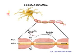 CONDUÇÃO SALTATÓRIA

Potencial de
Ação

Condução
saltatória

Mielina
Axônio

MSc Lorena Almeida de Melo

 