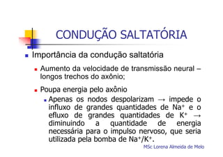 CONDUÇÃO SALTATÓRIA
Importância da condução saltatória
Aumento da velocidade de transmissão neural –
longos trechos do axônio;
Poupa energia pelo axônio
Apenas os nodos despolarizam → impede o
influxo de grandes quantidades de Na+ e o
efluxo de grandes quantidades de K+ →
diminuindo a quantidade de energia
necessária para o impulso nervoso, que seria
utilizada pela bomba de Na+/K+.
MSc Lorena Almeida de Melo

 