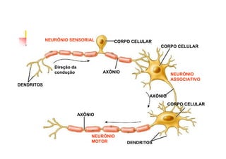 NEURÔNIO SENSORIAL

CORPO CELULAR
CORPO CELULAR

Direção da
condução

AXÔNIO

NEURÔNIO
ASSOCIATIVO

DENDRITOS
AXÔNIO
CORPO CELULAR
AXÔNIO

NEURÔNIO
MOTOR

DENDRITOS

 
