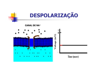 DESPOLARIZAÇÃO
CANAL DE NA+

 