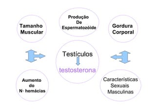 Tamanho
Muscular

Produção
De
Espermatozóide

Gordura
Corporal

Testículos
testosterona
Aumento
do
N◦ hemácias

Características
Sexuais
Masculinas

 