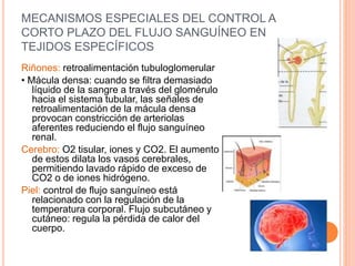 MECANISMOS ESPECIALES DEL CONTROL A
CORTO PLAZO DEL FLUJO SANGUÍNEO EN
TEJIDOS ESPECÍFICOS
Riñones: retroalimentación tubuloglomerular
• Mácula densa: cuando se filtra demasiado
líquido de la sangre a través del glomérulo
hacia el sistema tubular, las señales de
retroalimentación de la mácula densa
provocan constricción de arteriolas
aferentes reduciendo el flujo sanguíneo
renal.
Cerebro: O2 tisular, iones y CO2. El aumento
de estos dilata los vasos cerebrales,
permitiendo lavado rápido de exceso de
CO2 o de iones hidrógeno.
Piel: control de flujo sanguíneo está
relacionado con la regulación de la
temperatura corporal. Flujo subcutáneo y
cutáneo: regula la pérdida de calor del
cuerpo.
 