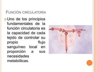FUNCIÓN CIRCULATORIA
 Uno de los principios
fundamentales de la
función circulatoria es
la capacidad de cada
tejido de controlar su
propio flujo
sanguíneo local en
proporción a sus
necesidades
metabólicas.
 