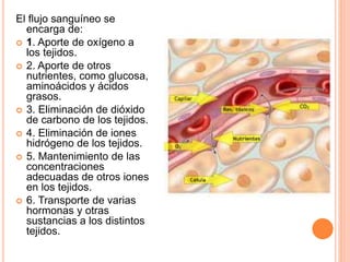 El flujo sanguíneo se
encarga de:
 1. Aporte de oxígeno a
los tejidos.
 2. Aporte de otros
nutrientes, como glucosa,
aminoácidos y ácidos
grasos.
 3. Eliminación de dióxido
de carbono de los tejidos.
 4. Eliminación de iones
hidrógeno de los tejidos.
 5. Mantenimiento de las
concentraciones
adecuadas de otros iones
en los tejidos.
 6. Transporte de varias
hormonas y otras
sustancias a los distintos
tejidos.
 
