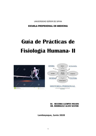 1
UNIVERSIDAD SEÑOR DE SIPAN
ESCUELA PROFESIONAL DE MEDICINA
Guía de Prácticas de
Fisiología Humana- II
Dr. BECERRA LLEMPEN WILSON
DR. RODRIGUEZ ALAYO NESTOR
Lambayeque, Junio 2020
 