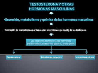TESTOSTERONA Y OTRAS HORMONAS MASCULINAS ,[object Object]