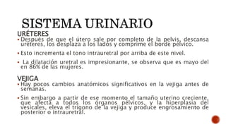 URÉTERES
 Después de que el útero sale por completo de la pelvis, descansa
uréteres, los desplaza a los lados y comprime el borde pélvico.
 Esto incrementa el tono intrauretral por arriba de este nivel.
 La dilatación uretral es impresionante, se observa que es mayo del
en 86% de las mujeres.
VEJIGA
 Hay pocos cambios anatómicos significativos en la vejiga antes de
semanas.
 Sin embargo a partir de ese momento el tamaño uterino creciente,
que afecta a todos los órganos pélvicos, y la hiperplasia del
vesicales, eleva el trígono de la vejiga y produce engrosamiento de
posterior o intrauretral.
 