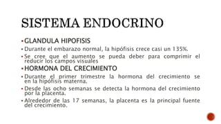 GLANDULA HIPOFISIS
 Durante el embarazo normal, la hipófisis crece casi un 135%.
 Se cree que el aumento se pueda deber para comprimir el
reducir los campos visuales
HORMONA DEL CRECIMIENTO
 Durante el primer trimestre la hormona del crecimiento se
en la hipófisis materna.
 Desde las ocho semanas se detecta la hormona del crecimiento
por la placenta.
 Alrededor de las 17 semanas, la placenta es la principal fuente
del crecimiento.
 