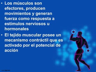 • Los músculos son
  efectores, producen
  movimientos y generan
  fuerza como respuesta a
  estímulos nerviosos u
  hormo...