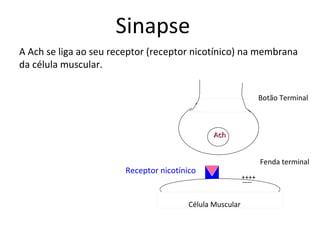 AchAch
Botão Terminal
Fenda terminal
Célula Muscular
Receptor nicotínico
A Ach se liga ao seu receptor (receptor nicotínico) na membrana
da célula muscular.
++++
----
Sinapse
 