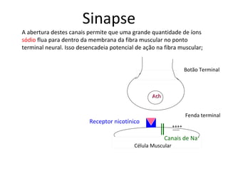 AchAch
Botão Terminal
Fenda terminal
Célula Muscular
Receptor nicotínico
Canais de Na+
++++
----
Sinapse
A abertura destes canais permite que uma grande quantidade de íons
sódio flua para dentro da membrana da fibra muscular no ponto
terminal neural. Isso desencadeia potencial de ação na fibra muscular;
 