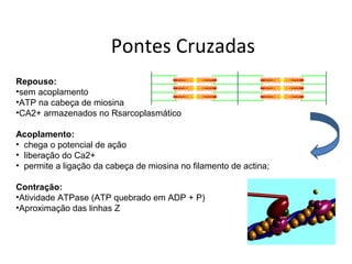 Pontes Cruzadas
Repouso:
•sem acoplamento
•ATP na cabeça de miosina
•CA2+ armazenados no Rsarcoplasmático
Acoplamento:
• chega o potencial de ação
• liberação do Ca2+
• permite a ligação da cabeça de miosina no filamento de actina;
Contração:
•Atividade ATPase (ATP quebrado em ADP + P)
•Aproximação das linhas Z
 