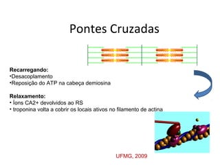 Pontes Cruzadas
Recarregando:
•Desacoplamento
•Reposição do ATP na cabeça demiosina
Relaxamento:
• Íons CA2+ devolvidos ao RS
• troponina volta a cobrir os locais ativos no filamento de actina
UFMG, 2009
 