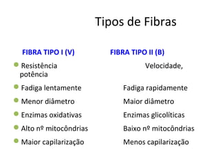Tipos de Fibras
FIBRA TIPO I (V) FIBRA TIPO II (B)
Resistência Velocidade,
potência
Fadiga lentamente Fadiga rapidamente
Menor diâmetro Maior diâmetro
Enzimas oxidativas Enzimas glicolíticas
Alto nº mitocôndrias Baixo nº mitocôndrias
Maior capilarização Menos capilarização
 