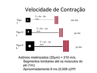 Velocidade de Contração
Tipo
I
Tipo II
a
Tipo II
b
V = 60 – 80
m/s
V = 80 – 100
m/s
V = 90 – 130
m/s
100 ms
30 ms
50 ms
Axônios mielinizados (20µm) = 210 m/s;
Segmentos lombares até os músculos do
pé (1m);
Aproximadamente 8 ms (0,008 s)!!!!!
 