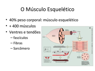 O Músculo Esquelético
• 40% peso corporal: músculo esquelético
• + 400 músculos
• Ventres e tendões
– fascículos
– Fibras
– Sarcômero
 