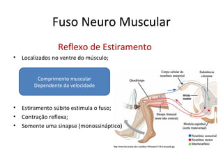 Fuso Neuro Muscular
Reflexo de Estiramento
• Localizados no ventre do músculo;
• Estiramento súbito estimula o fuso;
• Contração reflexa;
• Somente uma sinapse (monossináptico)
Comprimento muscular
Dependente da velocidade
 