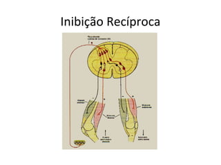 Inibição Recíproca
 