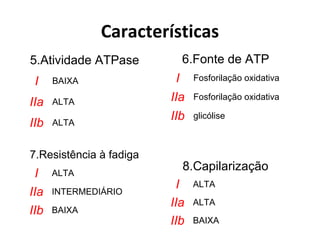 Características
5.Atividade ATPase
I BAIXA
IIa ALTA
IIb ALTA
6.Fonte de ATP
I Fosforilação oxidativa
IIa Fosforilação oxidativa
IIb glicólise
7.Resistência à fadiga
I ALTA
IIa INTERMEDIÁRIO
IIb BAIXA
8.Capilarização
I ALTA
IIa ALTA
IIb BAIXA
 