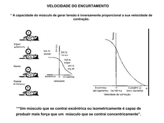 VELOCIDADE DO ENCURTAMENTO
““Um músculo que se contrai excêntrica ou isometricamente é capaz de
produzir mais força que um músculo que se contrai concentricamente”.
“ A capacidade do músculo de gerar tensão é inversamente proporcional a sua velocidade de
contração.
 