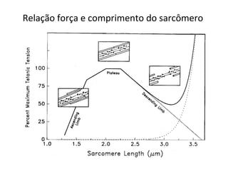 Relação força e comprimento do sarcômero
 