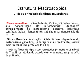 Estrutura Macroscópica
2 Tipos principais de fibras musculares
•Fibras vermelhas: contração lenta, tônicas, diâmetro menor,
alta concentração de mitocôndrias,, dependem
principalmente do metabolismo oxidativo, contração
contínua, fadigam lentamente, trabalham na manutenção da
postura.
•Fibras Brancas: contração rápida, fásicas, dependem do
metabolismo glicolítico, se fadigam mais facilmente, realiza
maior catabolismo protéico; IIa e IIb;
* Avds as fibras do tipo I são recrutadas primeiro e as Fibras
do Tipo II recrutadas de acordo com o aumento na produção
de potência;
 
