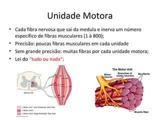 Unidade Motora
• Cada fibra nervosa que sai da medula e inerva um número
específico de fibras musculares (1 à 800);
• Precisão: poucas fibras musculares em cada unidade
• Sem grande precisão: muitas fibras por cada unidade motora;
• Lei do “tudo ou nada”;
 