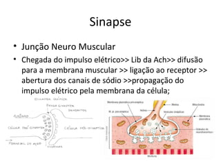Sinapse
• Junção Neuro Muscular
• Chegada do impulso elétrico>> Lib da Ach>> difusão
para a membrana muscular >> ligação ao receptor >>
abertura dos canais de sódio >>propagação do
impulso elétrico pela membrana da célula;
 