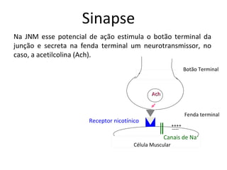 Na JNM esse potencial de ação estimula o botão terminal da
junção e secreta na fenda terminal um neurotransmissor, no
caso, a acetilcolina (Ach).
AchAch
Botão Terminal
Fenda terminal
Célula Muscular
Receptor nicotínico
Canais de Na+
++++
----
Sinapse
 