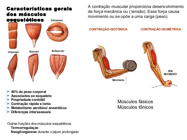 Fisiologia muscular