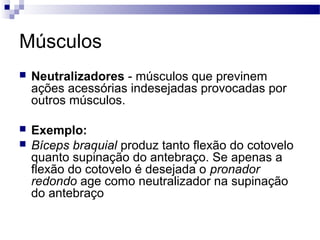 Músculos
 Neutralizadores - músculos que previnem
ações acessórias indesejadas provocadas por
outros músculos.
 Exemplo:
 Bíceps braquial produz tanto flexão do cotovelo
quanto supinação do antebraço. Se apenas a
flexão do cotovelo é desejada o pronador
redondo age como neutralizador na supinação
do antebraço
 