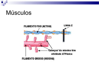 Músculos
 