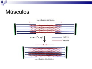 Músculos
 