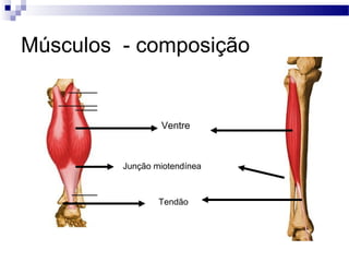 Músculos - composição
Ventre
Tendão
Junção miotendínea
 