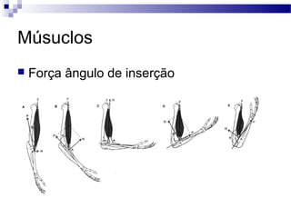 Músuclos
 Força ângulo de inserção
 