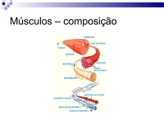 Músculos – composição
 